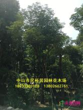 红花风铃木