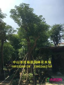 红花风铃木