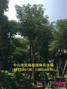 红花风铃木