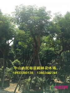 红花风铃木