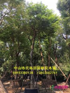 红花风铃木